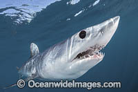 Shortfin Mako Shark Photo - Andy Murch