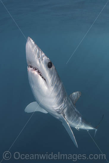 Shortfin Mako Shark Isurus oxyrinchus photo Shortfin Mako Shark Isurus oxyrinchus photo