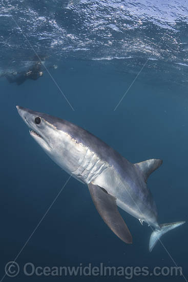 Shortfin Mako Shark photo Shortfin Mako Shark photo