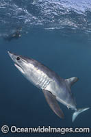 Shortfin Mako Shark Photo - Andy Murch
