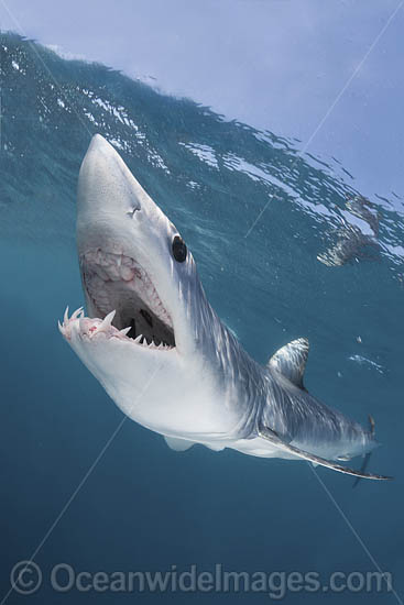 Shortfin Mako Shark Isurus oxyrinchus photo Shortfin Mako Shark Isurus oxyrinchus photo