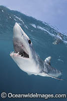 Shortfin Mako Shark Isurus oxyrinchus Photo - Andy Murch