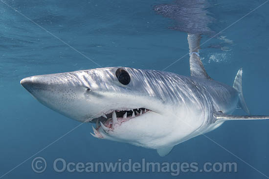 Shortfin Mako Shark photo Shortfin Mako Shark photo