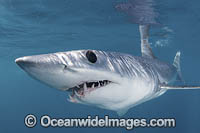 Shortfin Mako Shark Photo - Andy Murch
