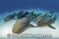 Nurse Shark Photo - Andy Murch