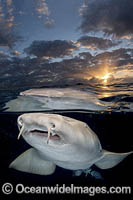 Nurse Shark Photo - Andy Murch