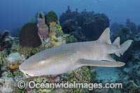 Nurse Shark Photo - Andy Murch