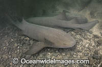Nurse Shark Photo - Andy Murch