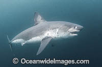 Salmon Shark Lamna ditropis Photo - Andy Murch