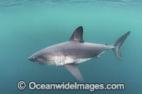 Salmon Shark Lamna ditropis Photo - Andy Murch