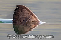 Salmon Shark Lamna ditropis Photo - Andy Murch