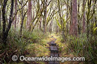 Gondwana Path Photo - Gary Bell