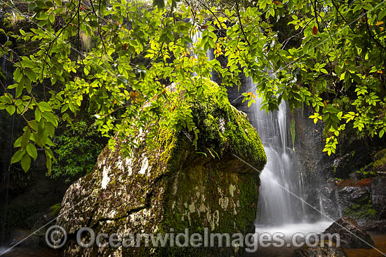 Tea Tree Falls photo Tea Tree Falls photo