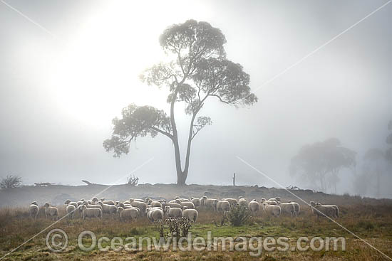 Flock of Sheep photo Flock of Sheep photo