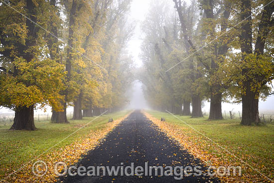 Elm Trees Uralla photo Elm Trees Uralla photo
