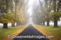 Elm Trees Uralla Photo - Gary Bell
