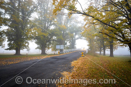 Elm Trees Uralla photo Elm Trees Uralla photo