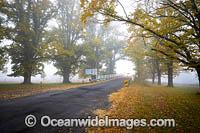 Elm Trees Uralla Photo - Gary Bell