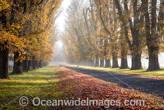 Elm Trees Uralla photo Elm Trees Uralla photo