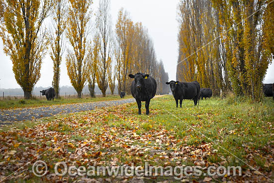 Cattle on country road photo Cattle on country road photo