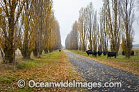 Cattle on country road Photo - Gary Bell