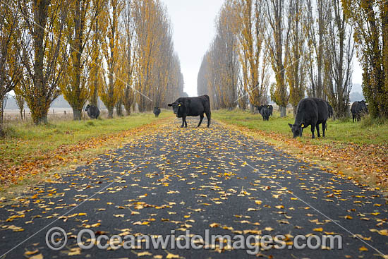 Cattle on country road photo Cattle on country road photo