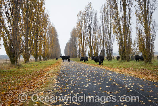 Cattle on country road photo Cattle on country road photo