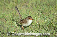 Superb Fairy-wren female Photo - Gary Bell