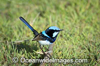 Superb Fairy-wren male Photo - Gary Bell