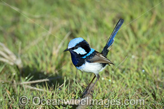 Superb Fairy-wren male photo Superb Fairy-wren male photo