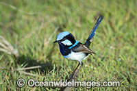 Superb Fairy-wren male Photo - Gary Bell
