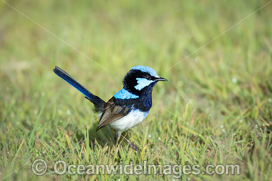 Superb Fairy-wren male photo Superb Fairy-wren male photo