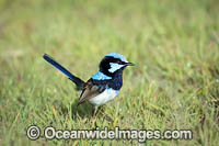 Superb Fairy-wren male Photo - Gary Bell