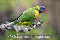 Rainbow Lorikeet Photo - Gary Bell