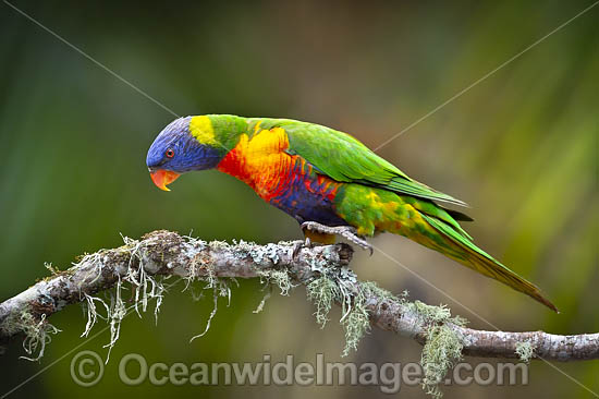 Rainbow Lorikeet photo Rainbow Lorikeet photo