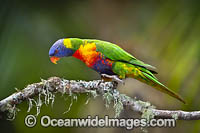 Rainbow Lorikeet Photo - Gary Bell