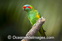 Musk Lorikeet Photo - Gary Bell