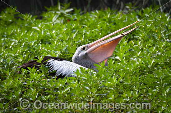 Australian Pelican photo Australian Pelican photo