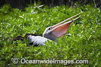 Australian Pelican Photo - Gary Bell