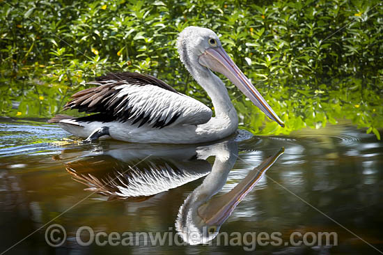 Australian Pelican photo