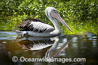 Australian Pelican Photo - Gary Bell
