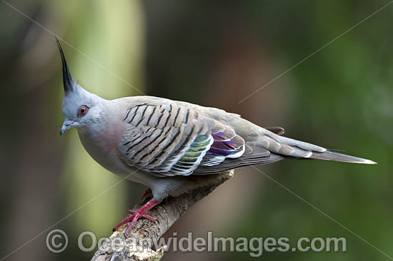 Australian Crested Pigeon photo Australian Crested Pigeon photo