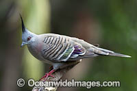 Australian Crested Pigeon Photo - Gary Bell