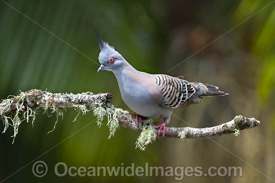 Australian Crested Pigeon photo Australian Crested Pigeon photo