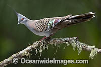 Australian Crested Pigeon Photo - Gary Bell