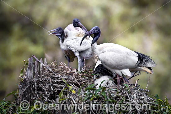Australian White Ibi photo Australian White Ibi photo