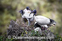 Australian White Ibi Photo - Gary Bell