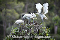 Australian White Ibi Photo - Gary Bell