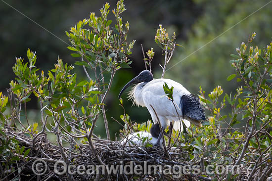 Australian White Ibi photo Australian White Ibi photo