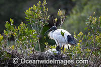 Australian White Ibi Photo - Gary Bell
